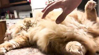 Not enough fur