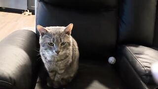 Talkative tomcat