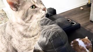 Tolerant tomcats