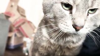 Purry boy