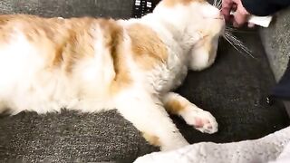 Danger belly