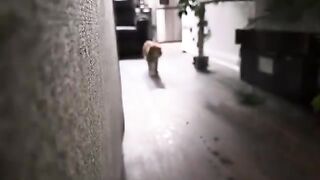 I got your nose