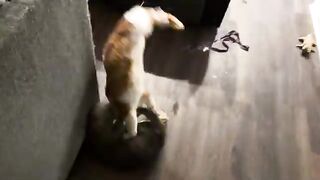 Spicy Cat