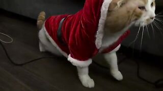 The Christmas Card