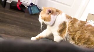 Staring problem
