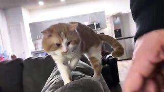 Stepcat