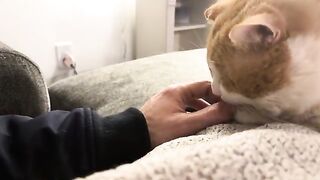 Handful of cat face