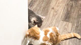 Foodus interruptus