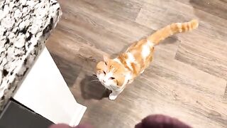 Ferocious