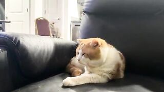 Strange ornament