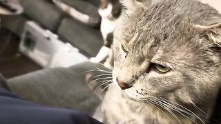 Purrr
