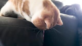 Adam plays