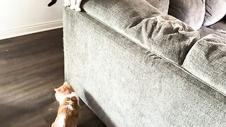 Stalky