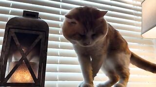Chirpy sounds and a pitiful meow