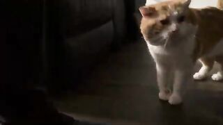 cat  love