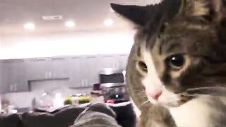 3 Cats
