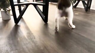2 playful cats