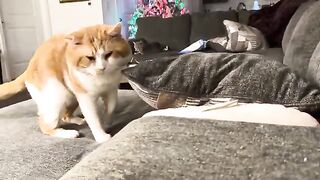 All the kisses