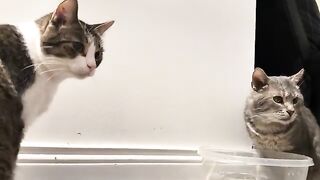 An exchange at the watering hole