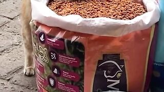 Kucing manja selalu minta Makan di toko