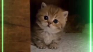 The cute activities of a Tabby!!