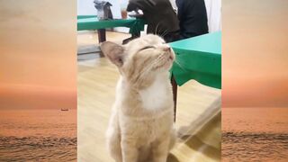 bisa aja ya bikin harap harap cemas