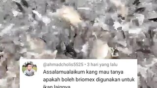 FLOK terbentuk hanya dalam 1 MINGGUBegini caranya