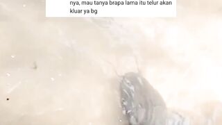 Berapa lama PENETASAN telur leleSekali nonton DIJAMIN Faham