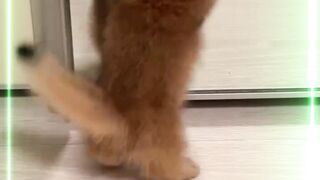 The naughtiest activity of a Tabby!!