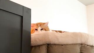 Cat on the Fridge