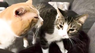 The Worlds luckiest man - pocket cat