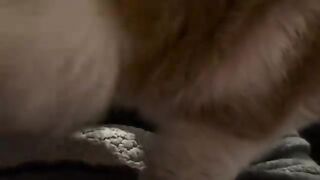 Plop pet purr