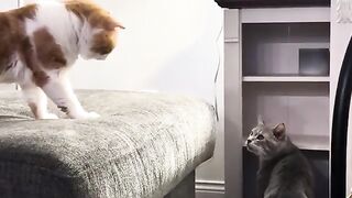 The Cats
