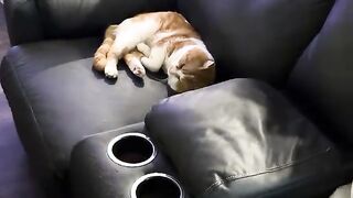 My heart  headed cat