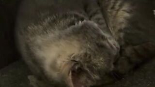 Precious snorer