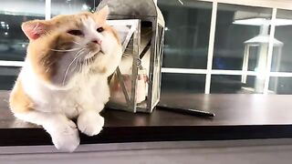 Cat love