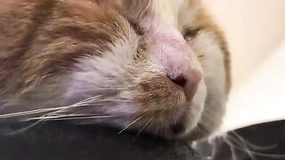 Purring Intensifies