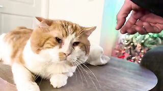 Two handsome cats