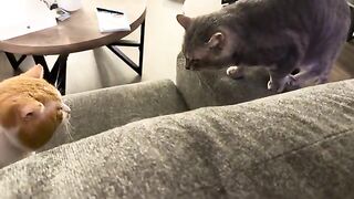 Spicy loaf and the pipsqueak bun