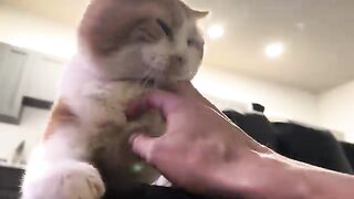 Ouch  cat