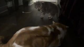 Nah  cat