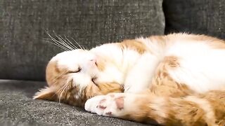 Purry kitty