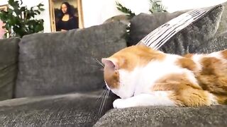 Cat hiss and purr