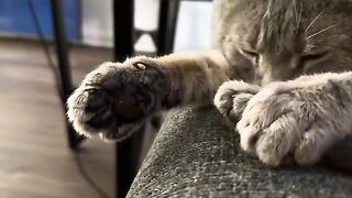 The pretty paws