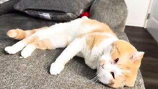 Soft kitty, happy kitty