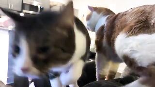 Gay cat