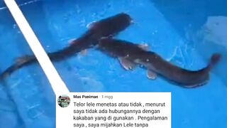 Terbukti REPOTMijahkan lele tanpa KAKABAN jika hasilnya BONOR