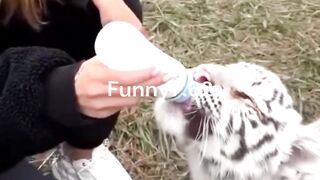 Strange behavior of animals