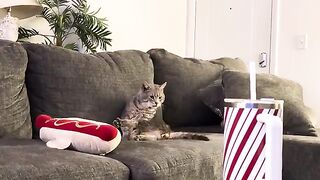 Hello! Hello! Hello?