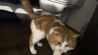 When youre finally allowed to poop alone and the congratulations committee comes to collect pets